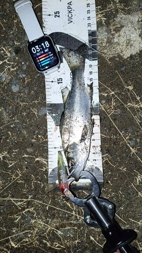 セイゴ（ヒラスズキ）の釣果