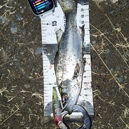 セイゴ（ヒラスズキ）