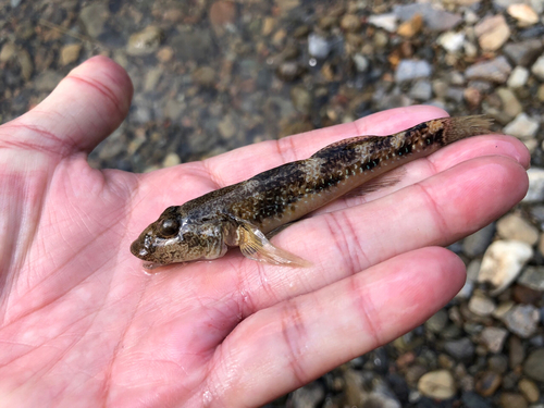 ゴクラクハゼの釣果