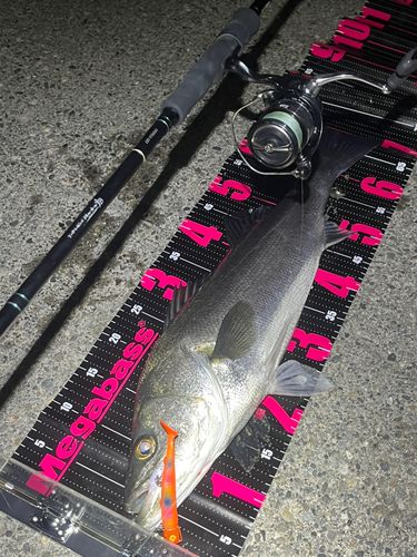 マルスズキの釣果