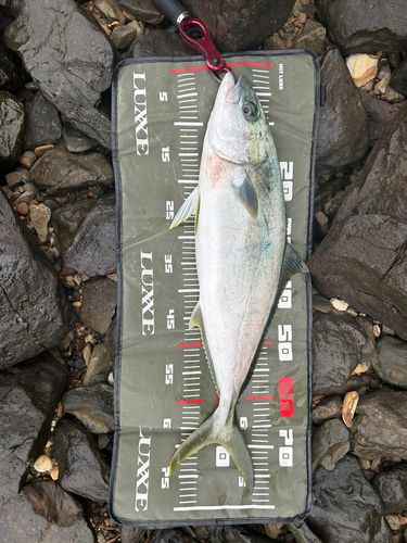 ヒラマサの釣果