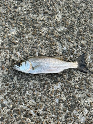 セイゴ（ヒラスズキ）の釣果