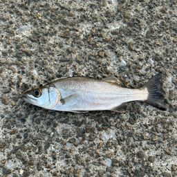 セイゴ（ヒラスズキ）