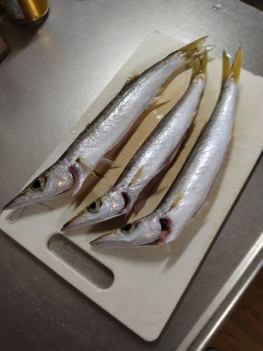 カマスの釣果