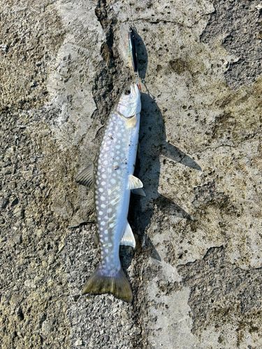 アメマスの釣果