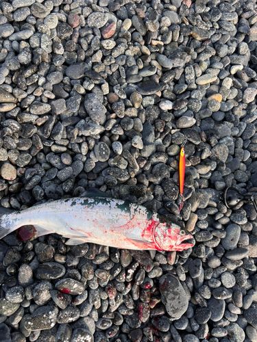 サクラマスの釣果