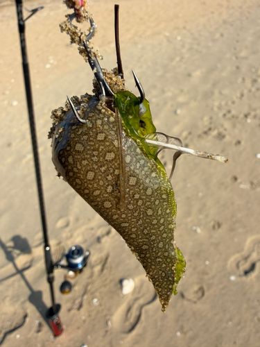 シタビラメの釣果