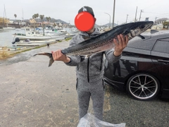 サワラの釣果