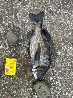 チヌの釣果
