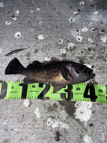 クロソイの釣果