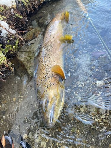ブラウントラウトの釣果