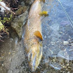 ブラウントラウト