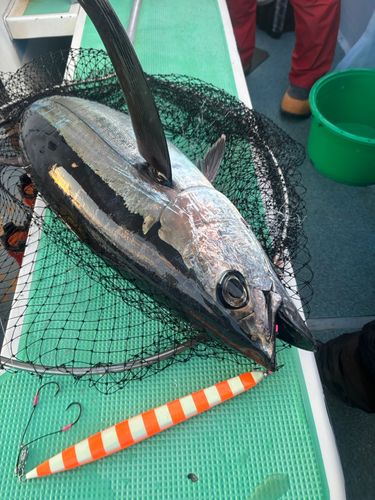 ビンナガの釣果