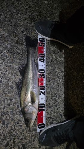 東京ゲートブリッジ付近