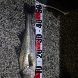 フッコ（ヒラスズキ）