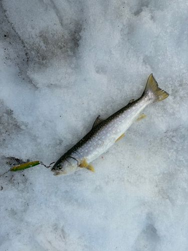 アメマスの釣果