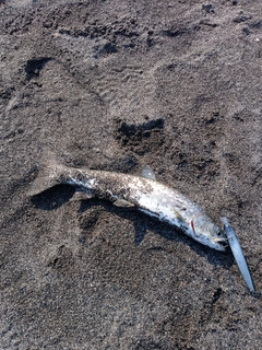 アメマスの釣果