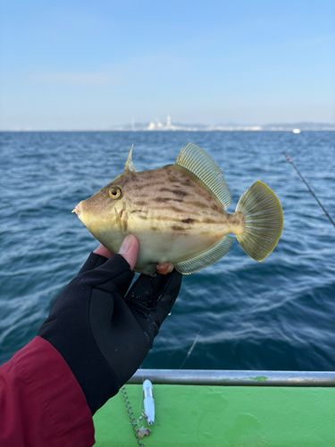 カワハギの釣果