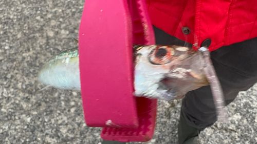イワシの釣果