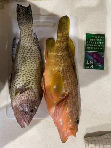 キジハタの釣果