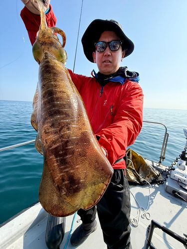アオリイカの釣果