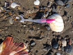 シタビラメの釣果