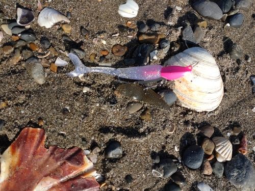 シタビラメの釣果