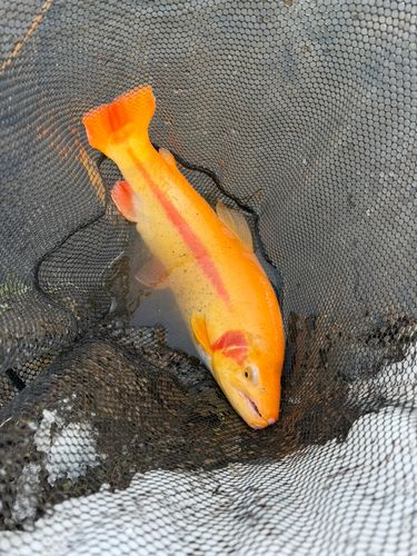 ニジマスの釣果