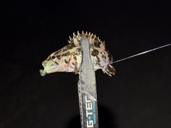 タケノコメバルの釣果