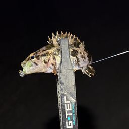 タケノコメバル