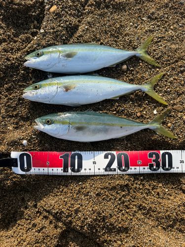 コゾクラの釣果