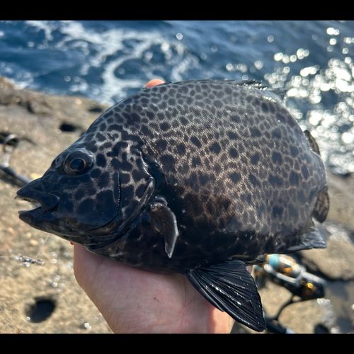 イシガキダイの釣果