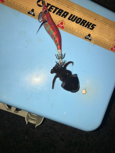 ミミイカの釣果