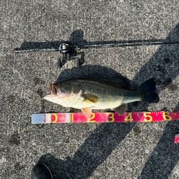 ラージマウスバス