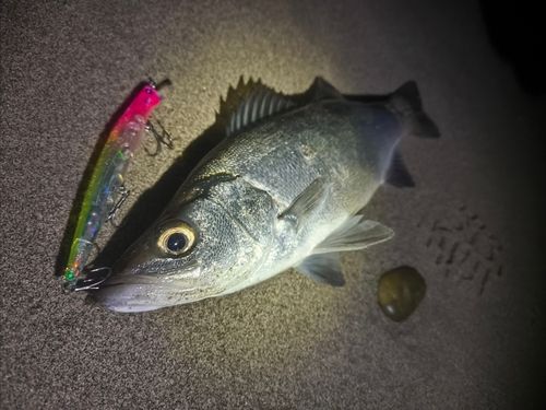 ヒラスズキの釣果