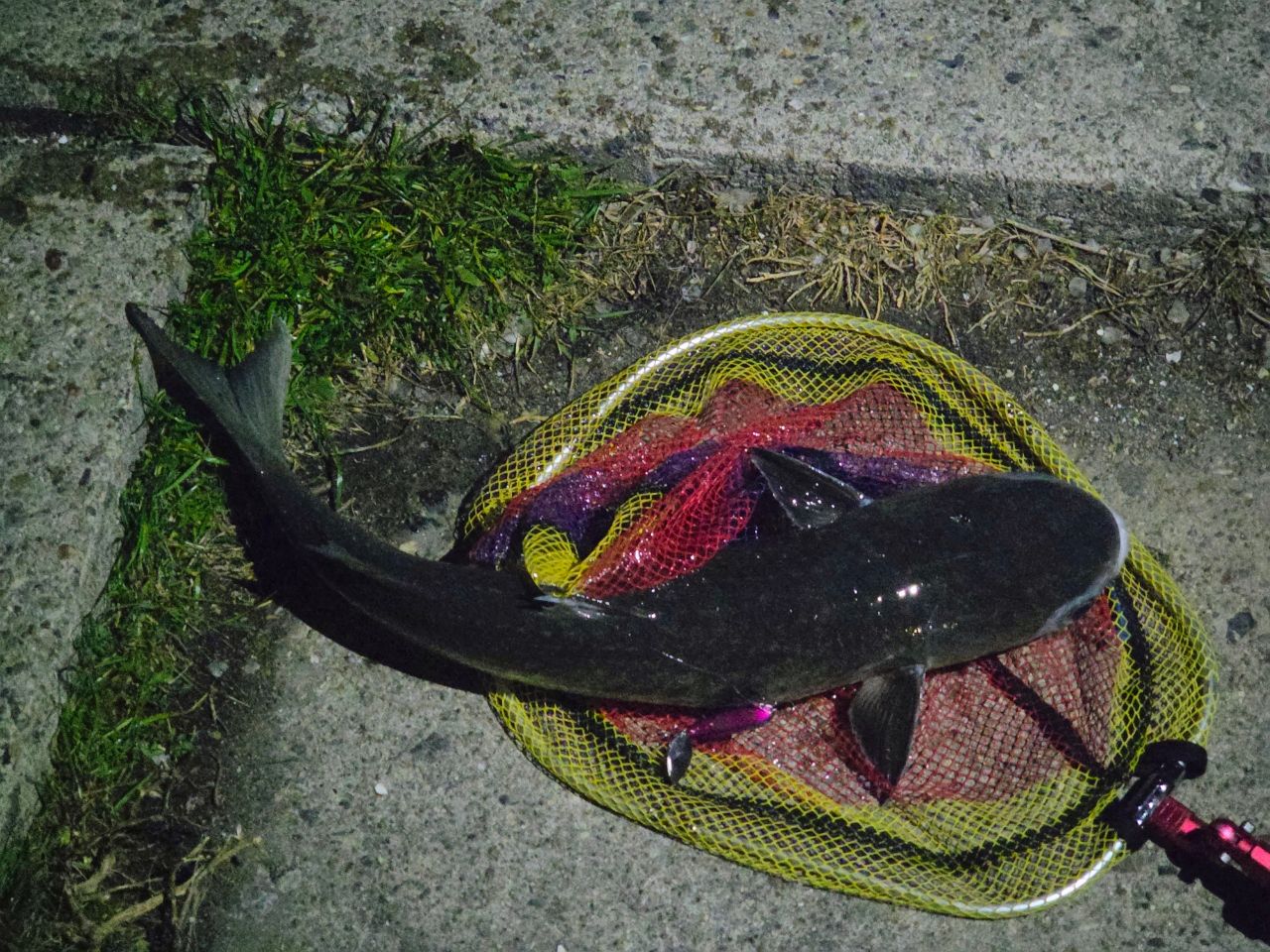 APIA ブルート' HR LONG EXPRESS 90MHの最安値・インプレ・釣果