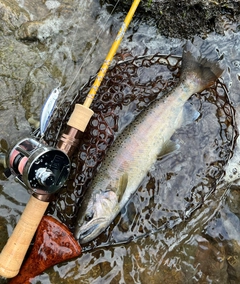ヤマメの釣果