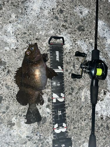 シロメバルの釣果