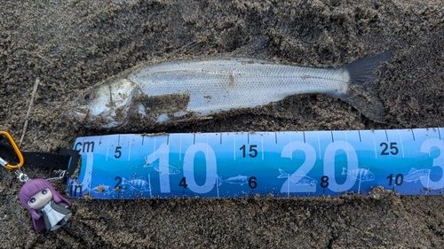 セイゴ（マルスズキ）の釣果