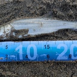 セイゴ（マルスズキ）