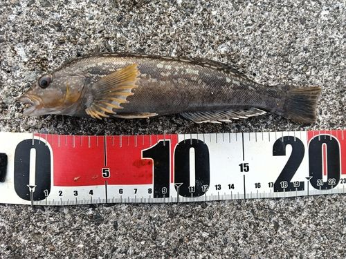 アイナメの釣果