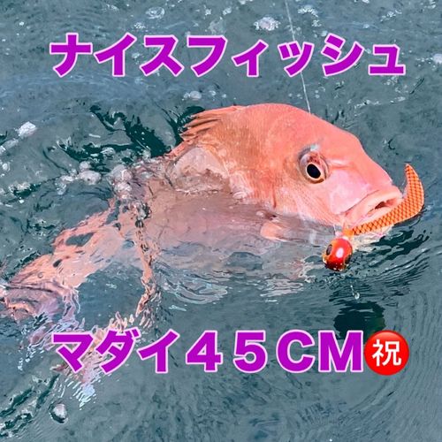 マダイの釣果