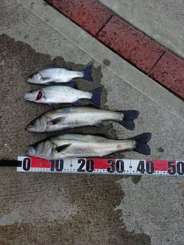 セイゴ（マルスズキ）の釣果