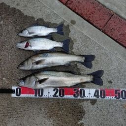 セイゴ（マルスズキ）