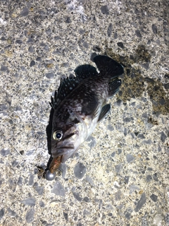 マゾイの釣果