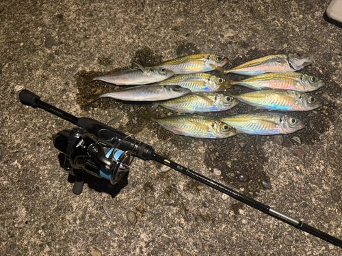 アジの釣果