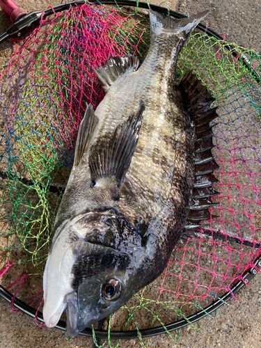 チヌの釣果