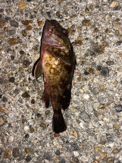 ガシラの釣果