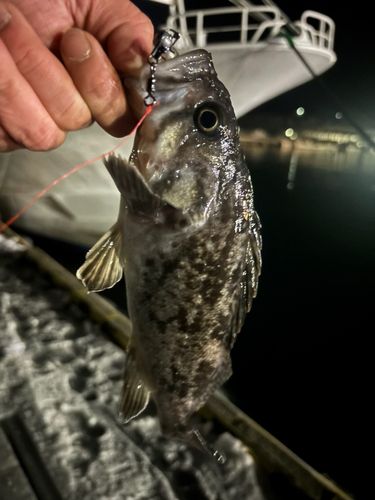 クロソイの釣果