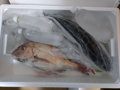 マダイの釣果